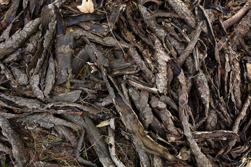 bark tree background or texture