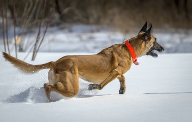Running belgian shepherd malinois