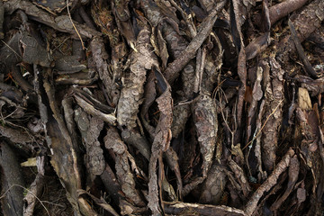 bark tree background or texture