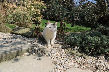 Fototapeta premium Katzenparadies