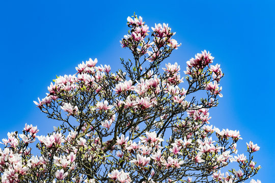 sakura tree with pink leaves and bright blue sky in background