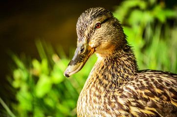Duck