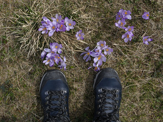 hiking shoes and crocuses on the mountain glade, top view