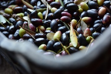 イタリアのオリーヴ収穫風景