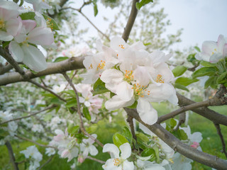 Blossom Spring
