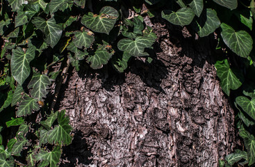 Bark of spruce and ivy leaves background