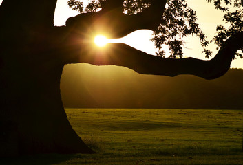 Tree in front of the sun