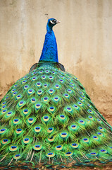 peacock back