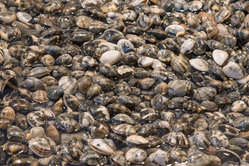 Fresh clams on the fish market