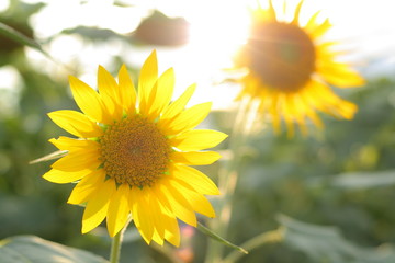 Obraz premium Sunflower