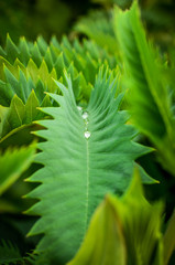 Drops on leaf