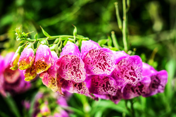 Purple flowers