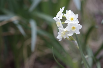 narciso