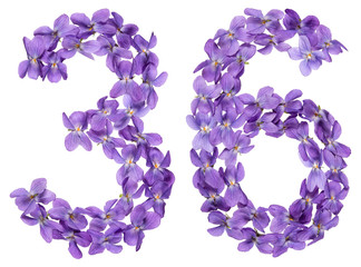 Arabic numeral 36, thirty six, from flowers of viola, isolated on white background