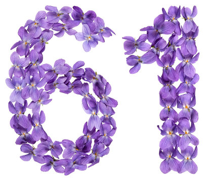 Arabic numeral 61, sixty one, from flowers of viola, isolated on white background