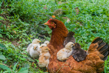 Fototapeta premium hen and chicks happy