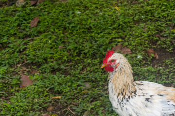 hen and chicks happy