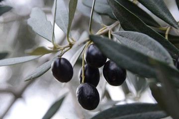 イタリアのオリーヴ収穫風景