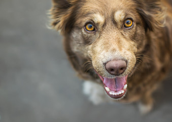 Close-up portrait of Beautiful brown smiling dog outside in yard on gray asphalt surface