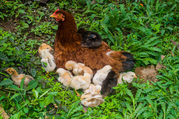 hen and chicks happy