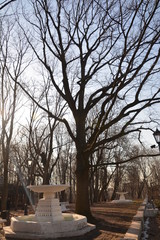 flora fauna  animals birds duck squirrel redhead tail fluffy tree Bush Park Creek pathway grass leaves fresh air pond alley spring autumn nature forest water