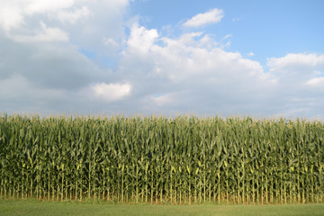 Cornfield
