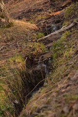 flora fauna  animals birds duck squirrel redhead tail fluffy tree Bush Park Creek pathway grass leaves fresh air pond alley spring autumn nature forest water
