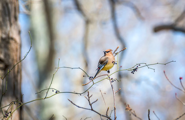 Cedar Waxwing bird in a bush with berries during Springtime