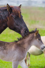 przewalski horse caring about her foal