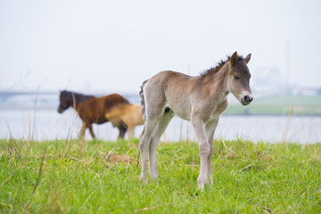 Obraz na płótnie Canvas young przewalski horse foal