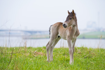 Naklejka na ściany i meble young przewalski horse foal