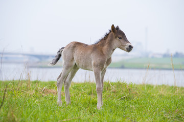 Obraz na płótnie Canvas young przewalski horse foal