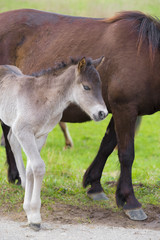 young przewalski horse foal