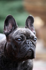 French Bulldog spring garden