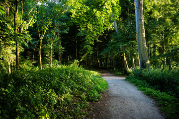 A muddy path leading into the forest in Haagse Bos, forest in The Hague