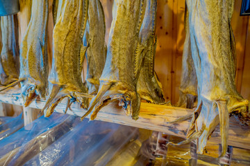 View of traditional way of drying cod stock fish inside of a building in Lofoten Islands