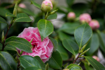Pink Rose Flower Plant Green Leaves Vegetation Nature