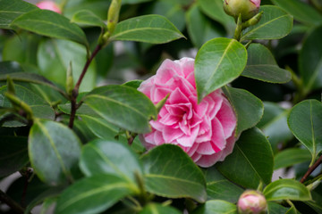 Pink Rose Flower Plant Green Leaves Vegetation Nature