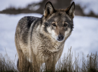Wolf standing in dried grass on the snow in the forest