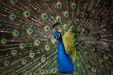 Fototapeta na wymiar Grace of bright elegant peacock with beautiful tail