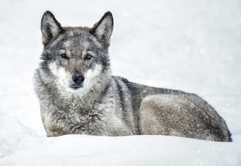 Wolf lying on the snow in the forest, it's snowing