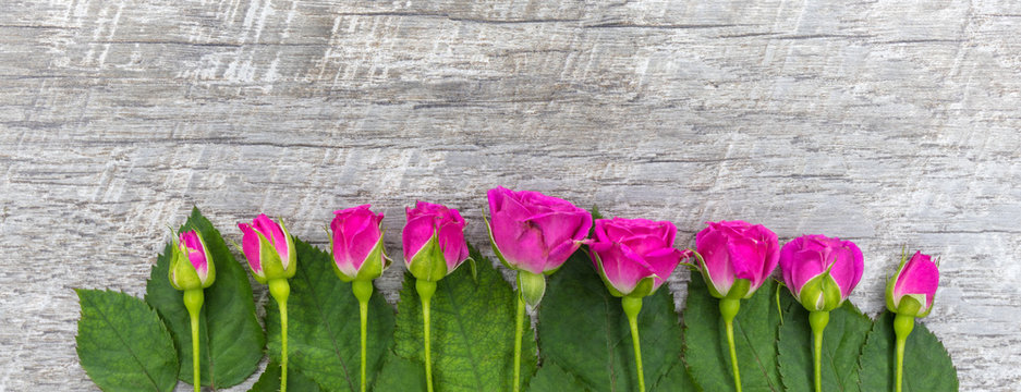 Composition. Pink roses with leaves on a wooden background. View from above. Birthday, Mother, Valentine, Women, Wedding Day.