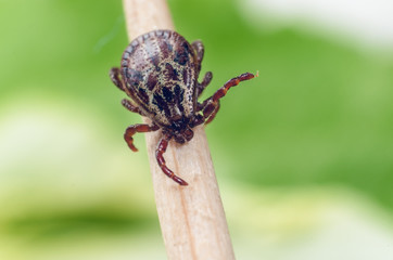 A dangerous parasite and a carrier of mite infection on a branch