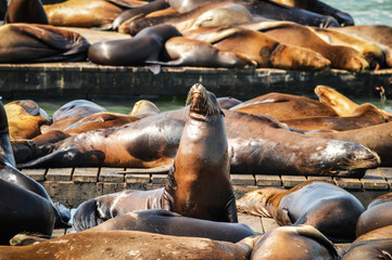 Seal - San Francisco