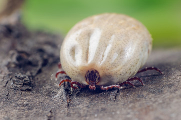 A dangerous parasite and a carrier of infection, a tick full of blood sitting on the bark of a tree