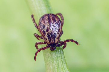 A dangerous parasite and infection carrier mite sitting on a green leaf