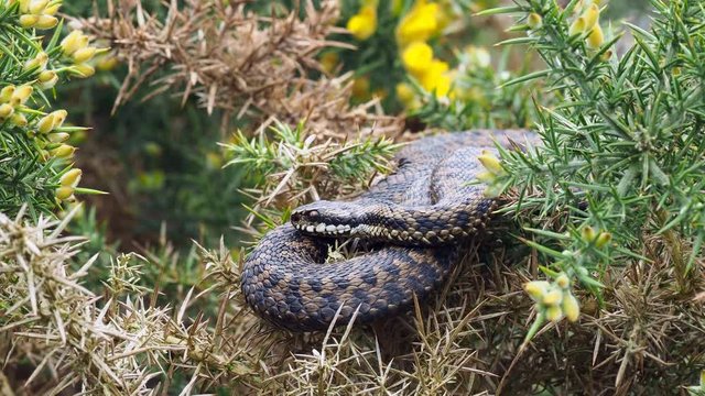 Adder Snake ( Vipera berus ) Laying on a Gorse Bush.