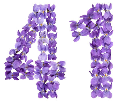 Arabic numeral 41, forty one, from flowers of viola, isolated on white background