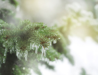 Branches of spruce covered with ice rain