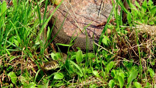 The snake in the wild after winter on a spring sunny day creeps along the grass next to the pond showing a double tongue